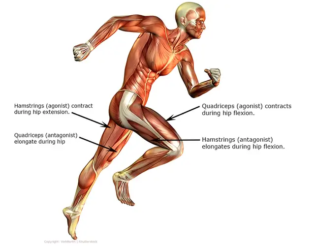 The primary muscles involved in moving the body while running are the quadriceps and hamstrings. These will be the main target for pain relief using myofascial release and foam rolling.