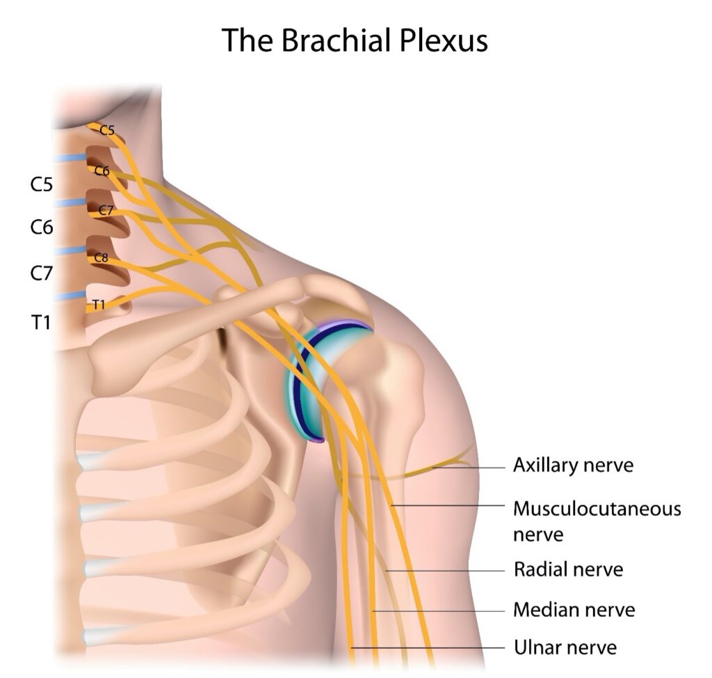 Brachial Plexus anatomy 3D drawing
