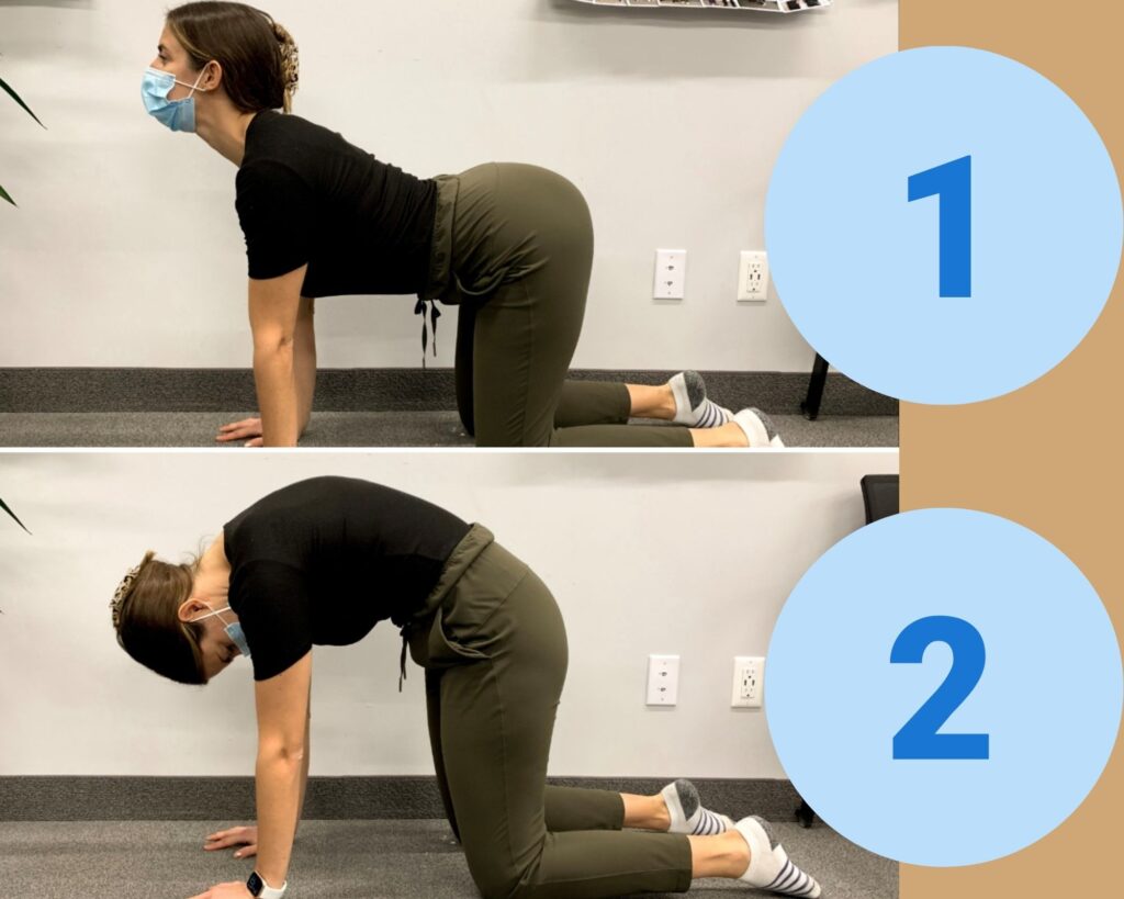 Cat Cow Stetch demonstrated by Pelvic Physiotherapist Jess Clancy
