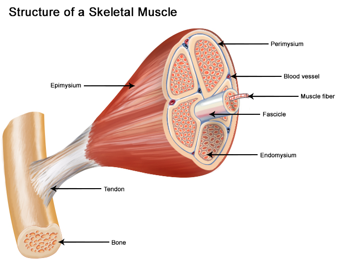 Anatomy of skeletal muscle.