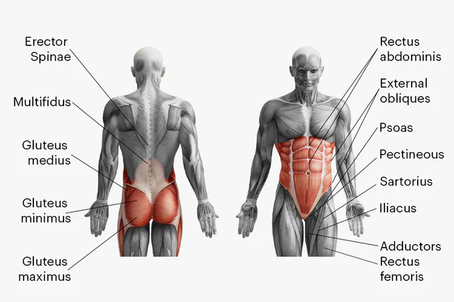 diagram of the human body- shows core muscles