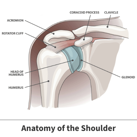 Shoulder joint anatomy visual