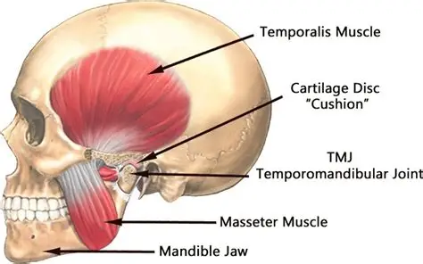 TMJ physiotherapy TMJ structure