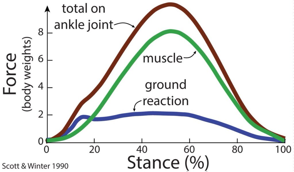 Force through leg during running